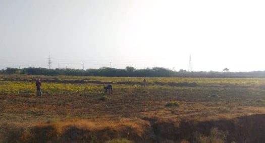 Navchetna Organic Farms